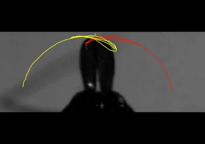 Close up of ant mandible